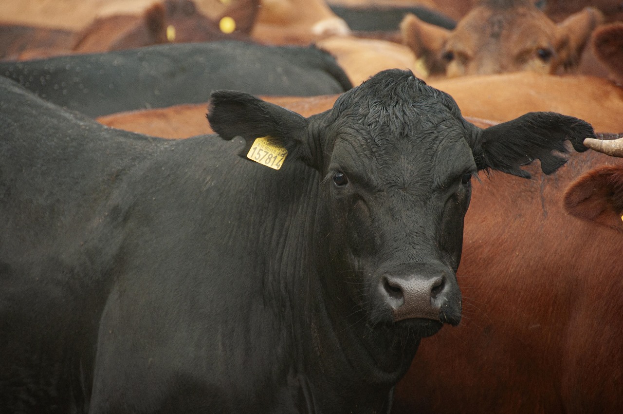 Com base em lei, Fundesa-RS atualiza base de contribuições