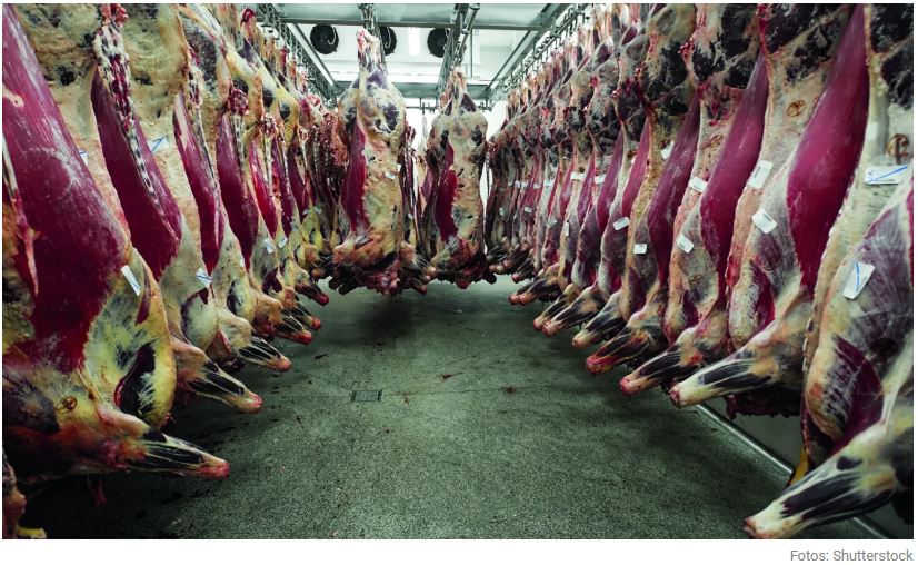 Mapa institui grupo para ampliar sustentabilidade na cadeia da carne bovina