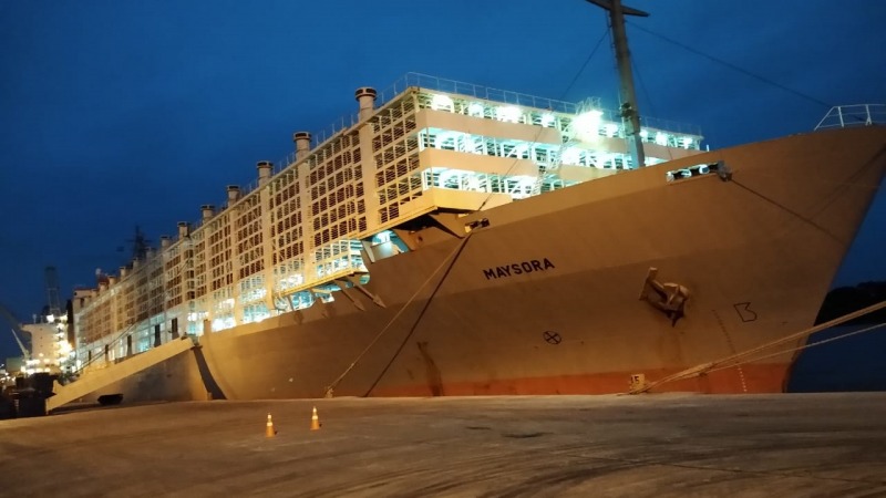 Projeto proíbe transporte marítimo de animais vivos