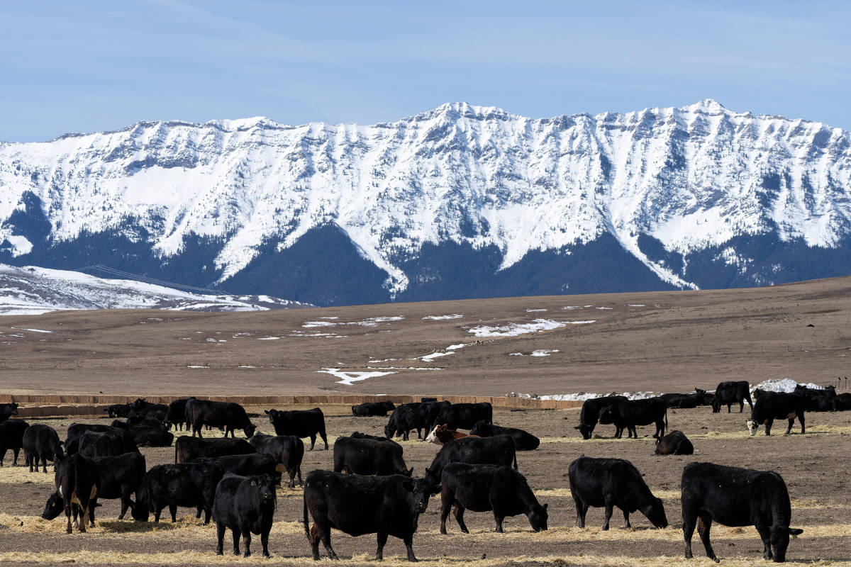 Produtores de carne bovina do Canadá dizem que acordo com Mercosul vai devastar a indústria