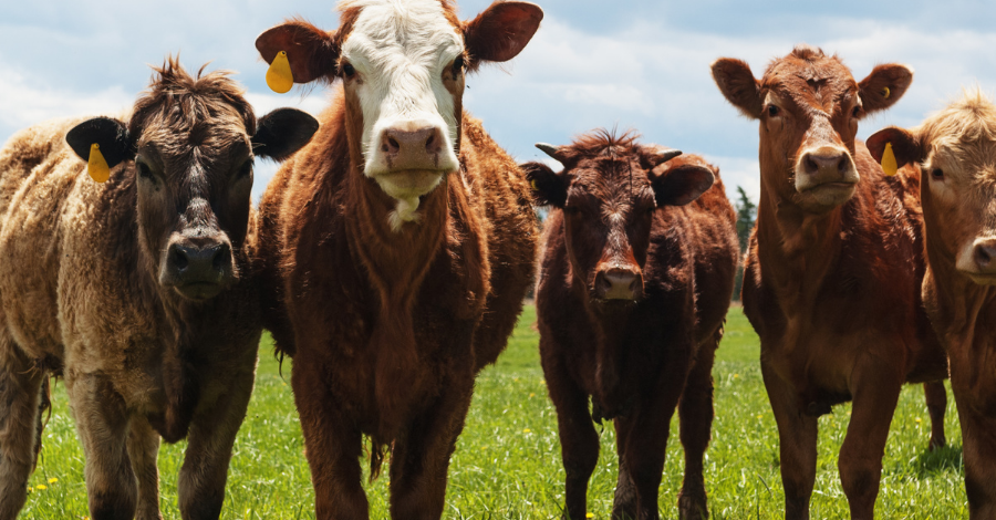 Mapa publica portaria com novas regras para uso de antimicrobianos na produção animal