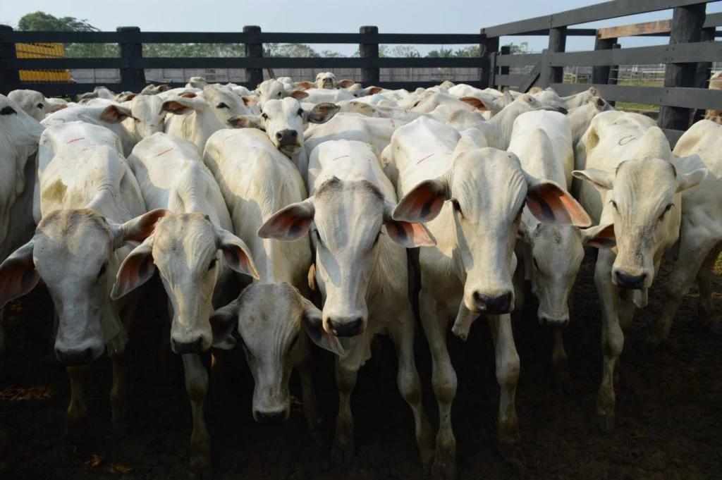 Arroba do boi gordo: pastagens e ausência de indústrias definem preços