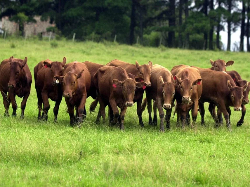 Seguem as tratativas com a UE sobre antimicrobianos na produção animal