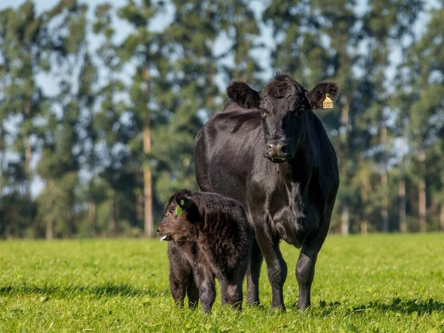 Expointer 2026: carne do RS entra oficialmente no Indicador Datagro