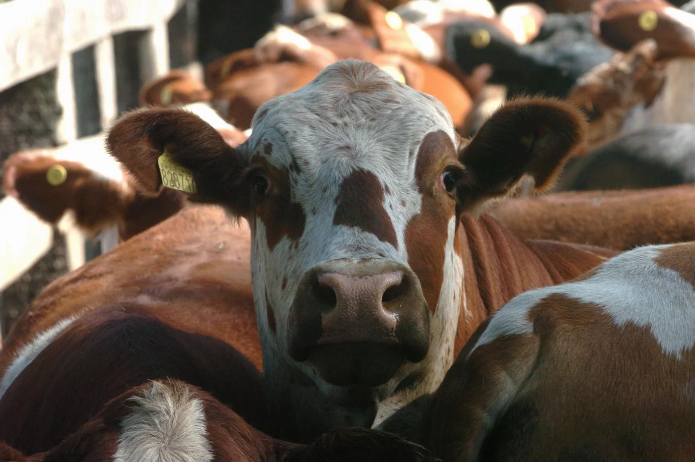 Gado em pé ganha espaço nas exportações e “muda” rota da carne gaúcha em agosto